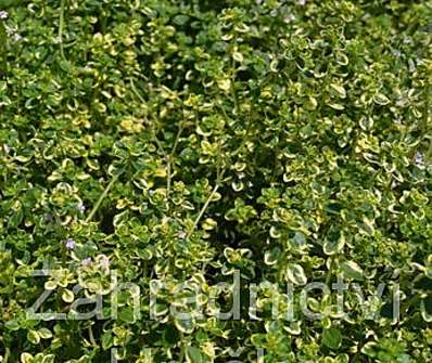 Thymus Lemon King Variegated