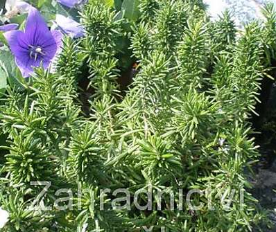Rosmarinus officinalis