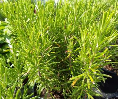 Rosmarinus officinalis