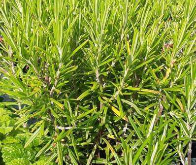 Rosmarinus officinalis