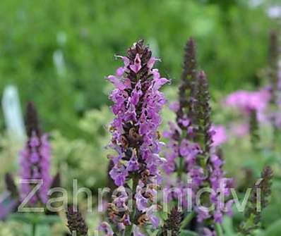 Salvia nemorosa Sensation Violet