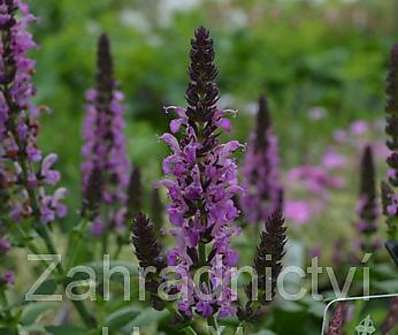 Salvia nemorosa Sensation Violet