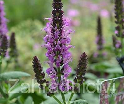 Salvia nemorosa Sensation Violet