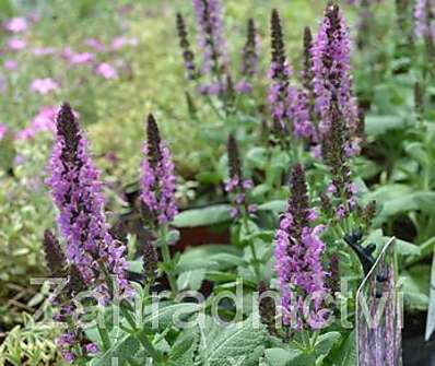 Salvia nemorosa Sensation Violet