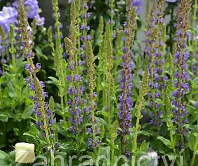 Salvia nemorosa Ostfriesland