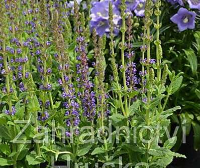 Salvia nemorosa Ostfriesland