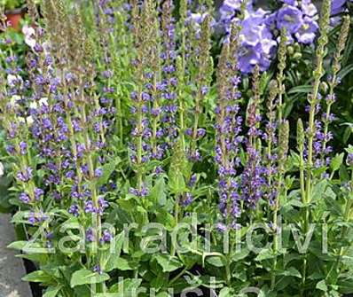 Salvia nemorosa Ostfriesland