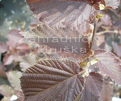 líska - Corylus avellana 'Lombardská červená'