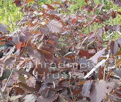 líska - Corylus avellana 'Lombardská červená'