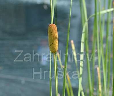 Typha laxmanii