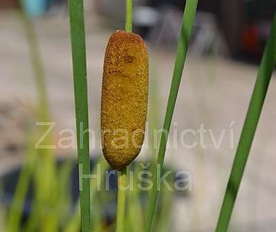 Typha laxmanii