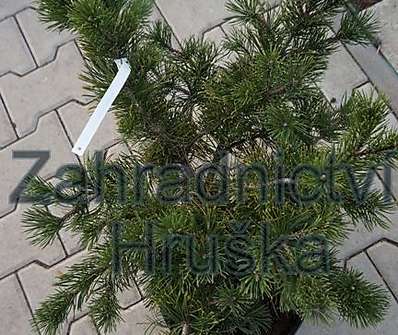 Borovice - Pinus mugo 'Krauskopf'
