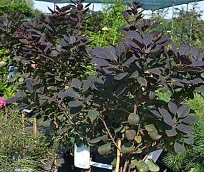 ruj - Cotinus coggygria 'Royal Purple' KM