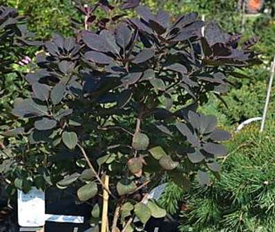 ruj - Cotinus coggygria 'Royal Purple' KM