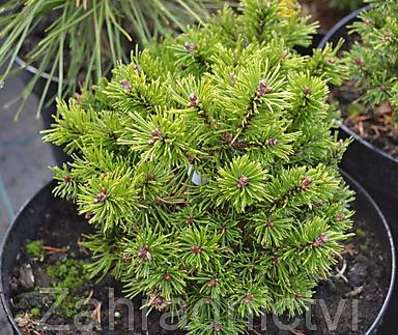 Borovice - Pinus mugo 'Midget'..