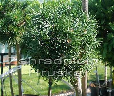Borovice - Pinus mugo 'Midget' KM