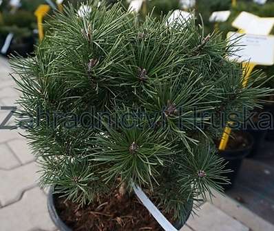 Borovice - Pinus mugo 'Mini Globus'.