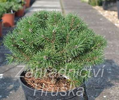 Borovice - Pinus mugo 'Říčany'.
