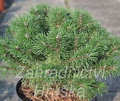 Borovice - Pinus mugo 'Říčany'.