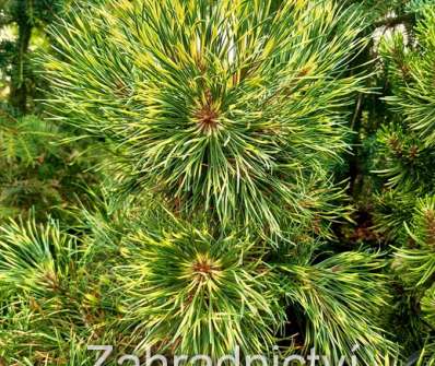 Borovice - Pinus mugo 'Sunshine'.