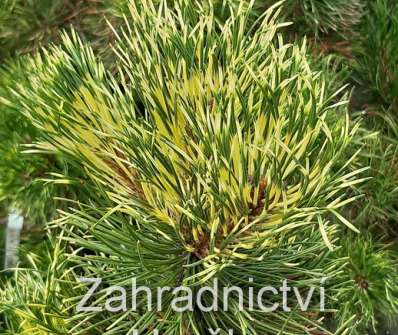 Borovice - Pinus mugo 'Sunshine'.