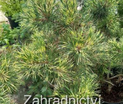 Borovice - Pinus mugo 'Sunshine'.
