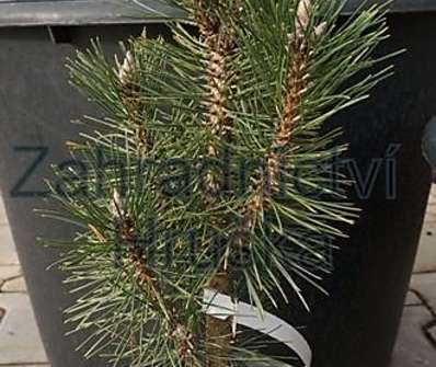 Borovice - Pinus nigra 'Komet'