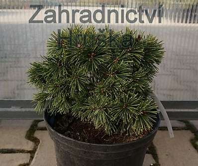 Borovice - Pinus uncinata 'Jitka'.