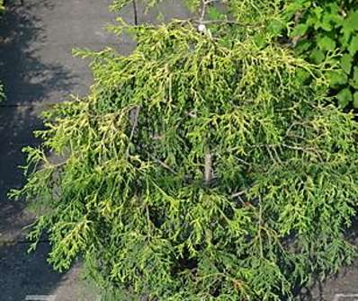 cypřišek - Chamaecyparis pisifera 'Filifera Aurea'
