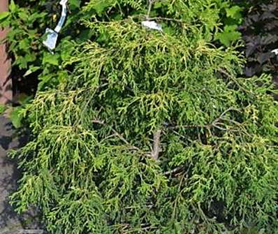 cypřišek - Chamaecyparis pisifera 'Filifera Aurea'