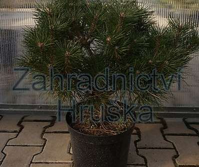 Borovice - Pinus mugo 'Compresa'
