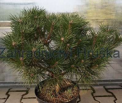 Borovice - Pinus mugo 'Compresa'