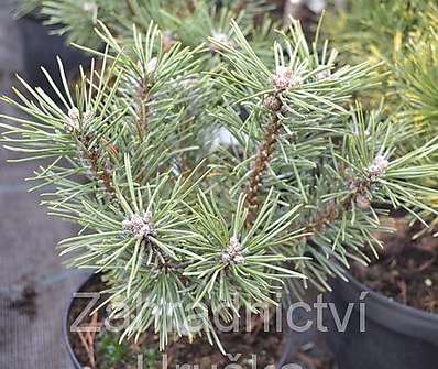 Borovice - Pinus mugo 'Little Lady'