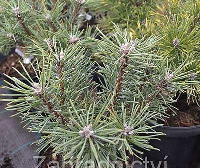 Borovice - Pinus mugo 'Little Lady'