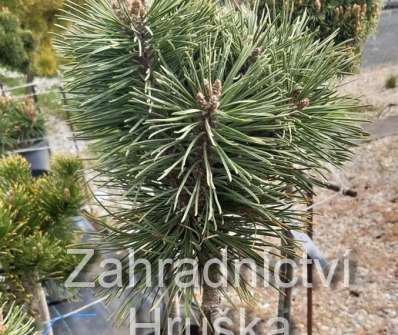 Borovice - Pinus mugo 'Little Lady'