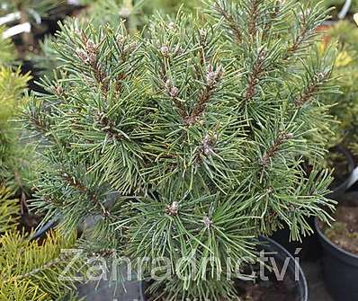 Borovice - Pinus mugo 'Little Lady'.