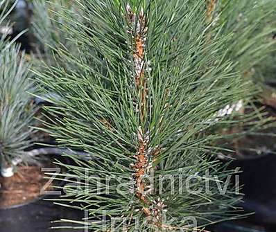 Borovice - Pinus nigra 'Green Tower'