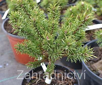 Borovice - Pinus banksiana 'Školka'