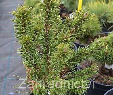 Borovice - Pinus banksiana 'Školka'