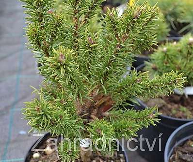 Borovice - Pinus banksiana 'Školka'