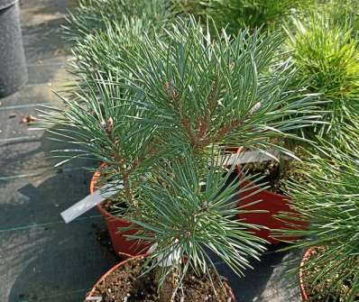 Borovice - Pinus sylvestris 'Compresa'