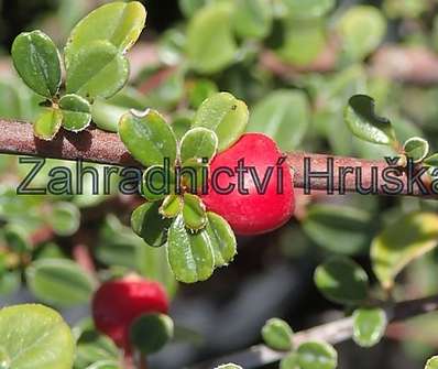 skalník - Cotoneaster dammeri.