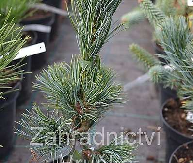 Borovice - Pinus parviflora 'Schons Bonsai'