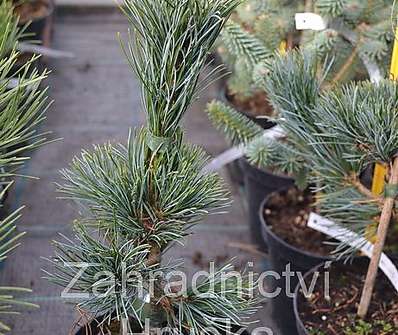 Borovice - Pinus parviflora 'Schons Bonsai'