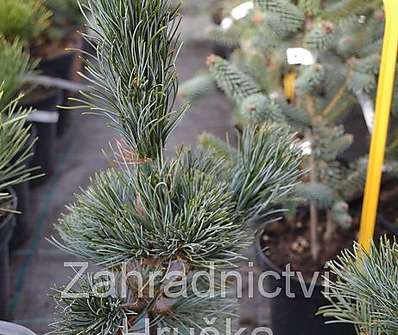 Borovice - Pinus parviflora 'Schons Bonsai'