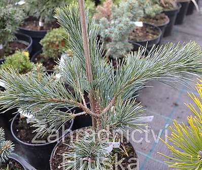 Borovice - Pinus strobus 'Krugers Liliput'