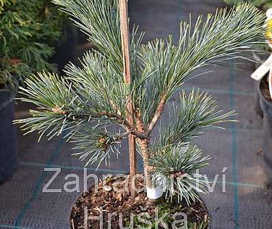 Borovice - Pinus strobus 'Krugers Liliput'