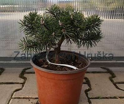 Borovice - Pinus rotundata 'Savajské Alpy'