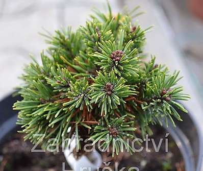 Borovice - Pinus mugo 'Vurbs'