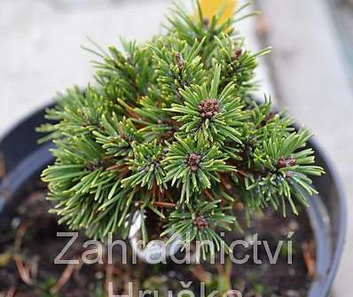 Borovice - Pinus mugo 'Vurbs'